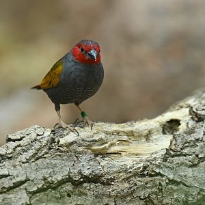 Red-faced Pytilia Pytilia hypogrammica