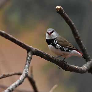 Diamond Firetail Stagonopleura guttata