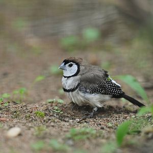 Double-barred Finch Stizoptera bichenoii