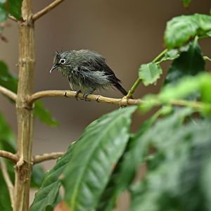 Northern Yellow White-eye Zosterops senegalensis