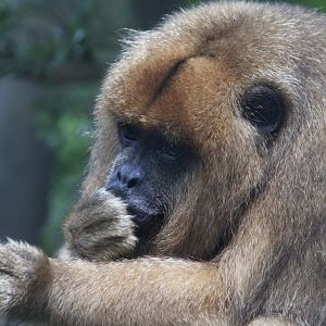 Black-and-Gold Howler Monkey (Alouatta caraya) female