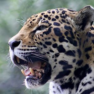 Jaguar (Panthera onca)