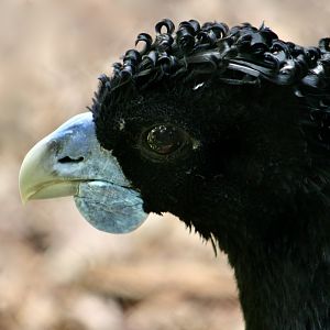 Blue-Billed Curassow (Crax alberti) male