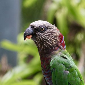 Northern Red-Fan Parrot (Deroptyus accipitrinus accipitrinus)