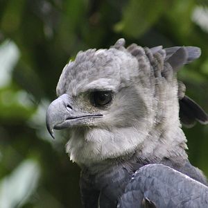 Harpy Eagle (Harpia harpyja)