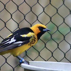 Spot-Breasted Oriole (Icterus pectoralis) male
