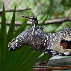Sunbittern (Eurypyga helias)