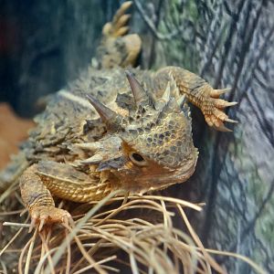 Texas Horned Lizard (Phrynosoma cornutum)