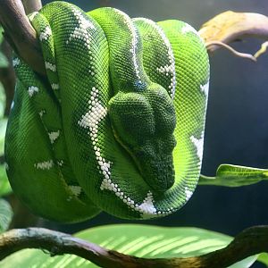 Amazon Basin Emerald Tree Boa (Corallus batesii)
