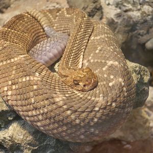 Aruba Island Rattlesnake (Crotalus unicolor)
