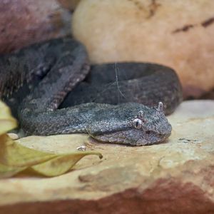 Black-Tailed Pit Viper (Mixcoatlus melanurus)