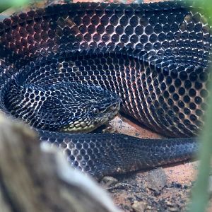 Mexican Jumping Viper (Metlapilcoatlus mexicanus) - melanistic