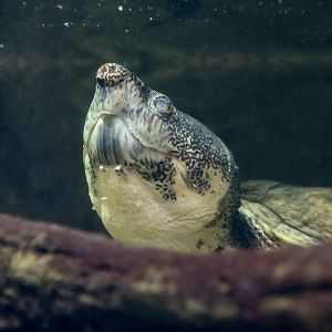 Chiapas Giant Musk Turtle (Staurotypus salvinii)