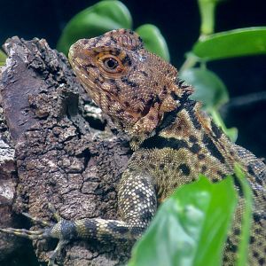 Collared Tree Lizard (Plica plica)