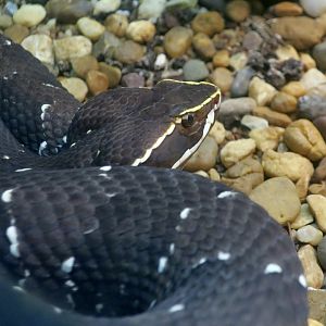 Common Cantil (Agkistrodon bilineatus)