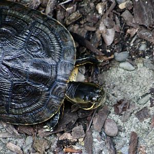 Cuban Slider (Trachemys decussata)