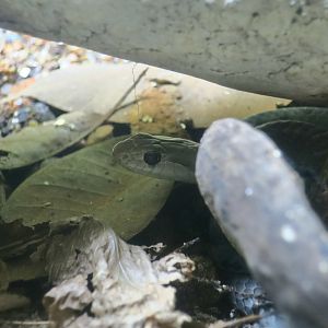 Cuban Racer (Cubophis cantherigerus)