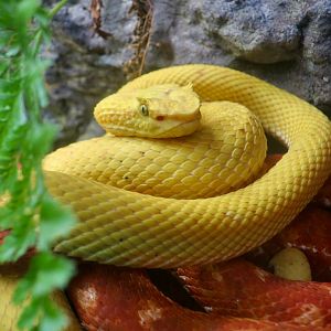 Eyelash Viper (Bothriechis schlegelii)