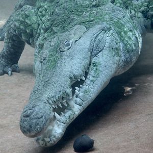 Orinoco Crocodile (Crocodylus intermedius) underwater investigating a seed