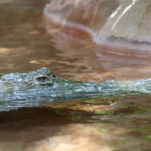 Orinoco Crocodile (Crocodylus intermedius) at the surface