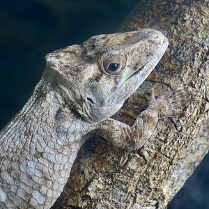 Cuban Red Dewlap Anole (Anolis sp. undescribed)