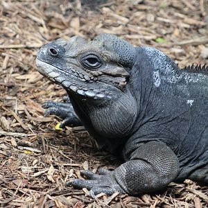 Rhinoceros Iguana (Cyclura cornuta)