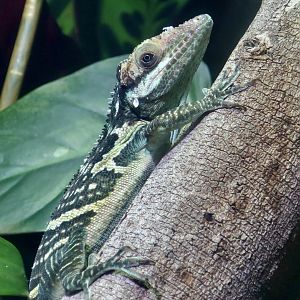 Smallwood's Anole (Anolis smallwoodi)