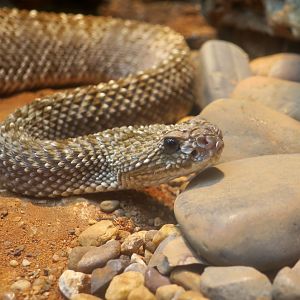 Uracoan Rattlesnake (Crotalus vegrandis)