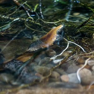 Twist-Necked Turtle (Platemys platycephala platycephala)