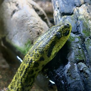 Yellow Anaconda (Eunectes notaeus)