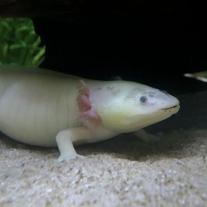 Axolotl (Ambystoma mexicanum)