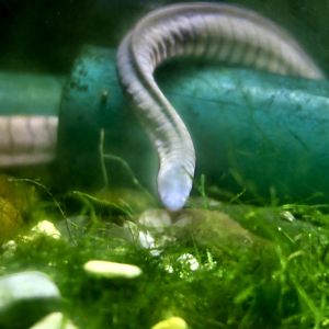 Kaup's Caecilian (Potamotyphlus kaupii)