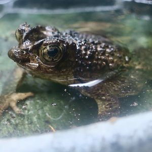 Puerto Rican Crested Toad (Peltophryne lemur)