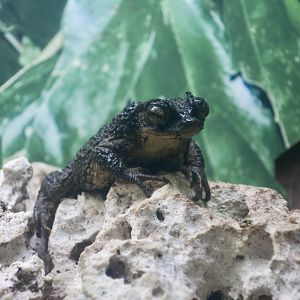 Puerto Rican Crested Toad (Peltophryne lemur)