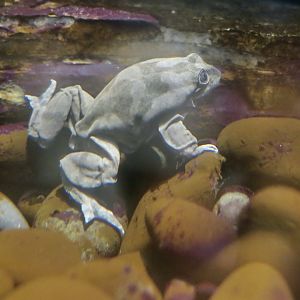 Lake Titicaca Water Frog (Telmatobius culeus)