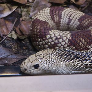 Florida Pine Snake (Pituophis melanoleucus mugitus)