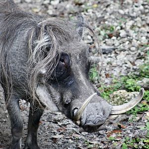 Common Warthog (Phacochoerus africanus)