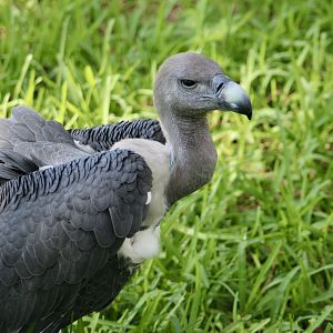 White-Rumped Vulture (Gyps bengalensis) - "Peanut"