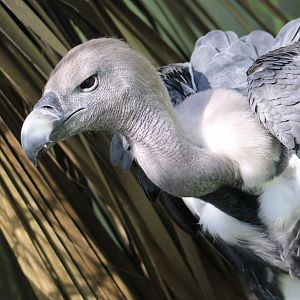 White-Rumped Vulture (Gyps bengalensis) - "Peanut"