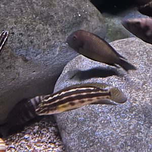 Julidochromis ID