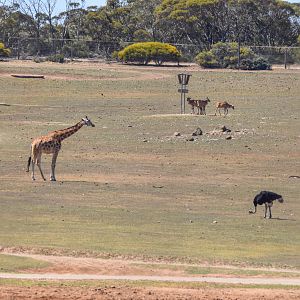 Waterhole habitat - Giraffe/eland/ostrich