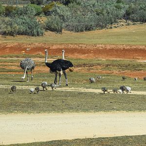 Ostrich and 30+ chicks
