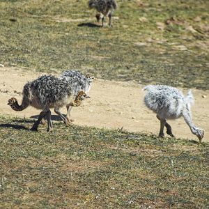 Ostrich chicks