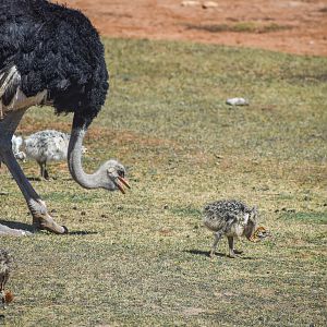 Ostrich chicks