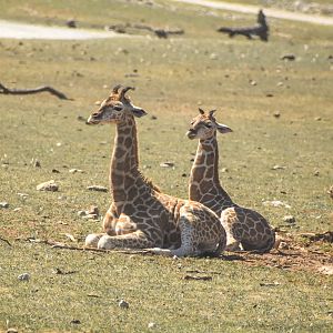 Giraffe calves