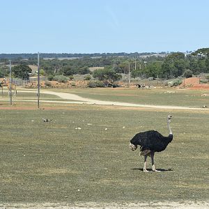 Waterhole habitat