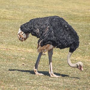 Ostrich