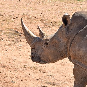 Southern White Rhino