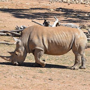 Southern White Rhino