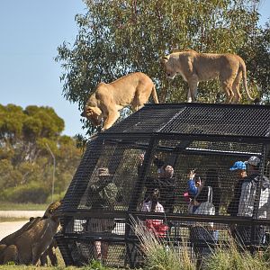 Lion Encounter